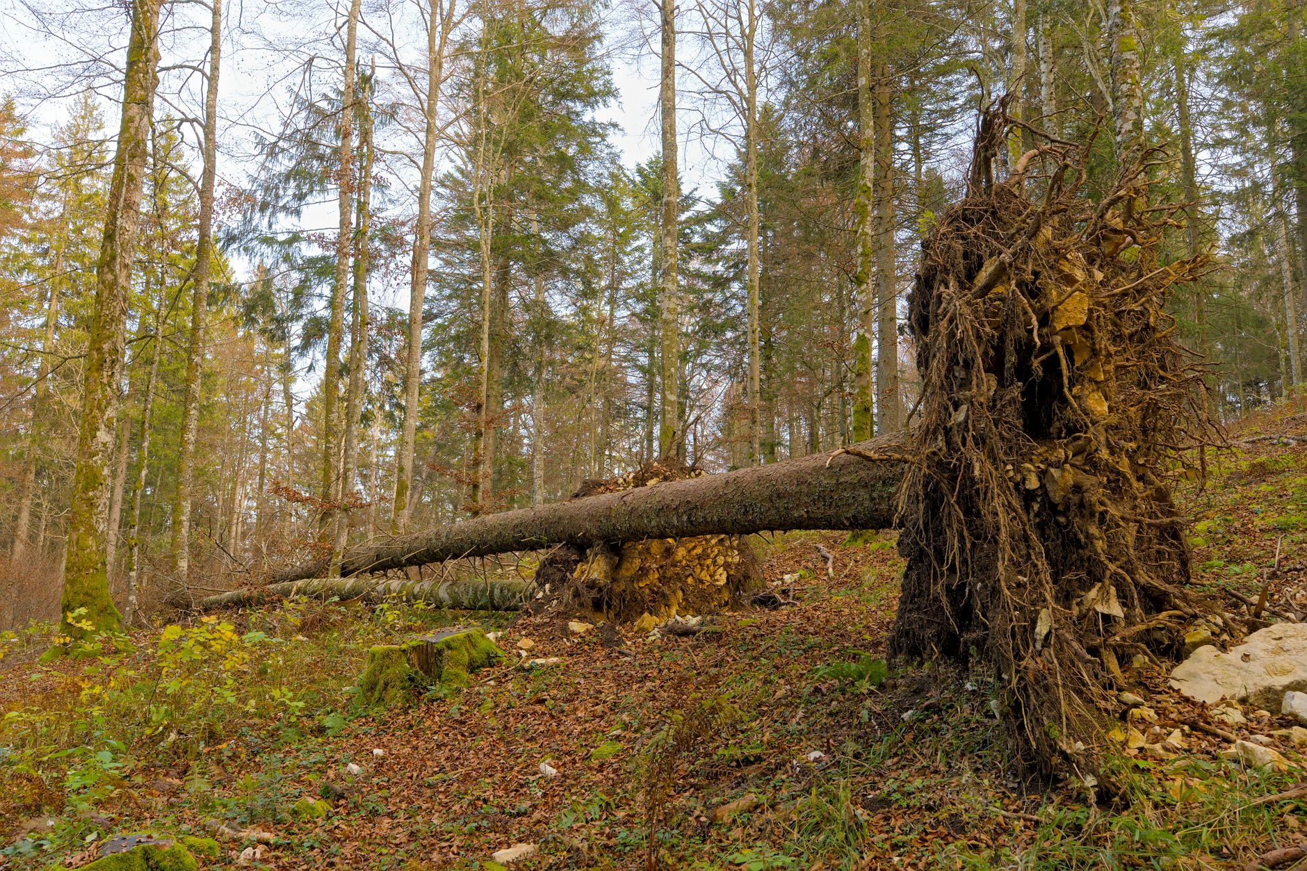 Enlèvement arbre urgence équipe à Les Pennes-Mirabeau